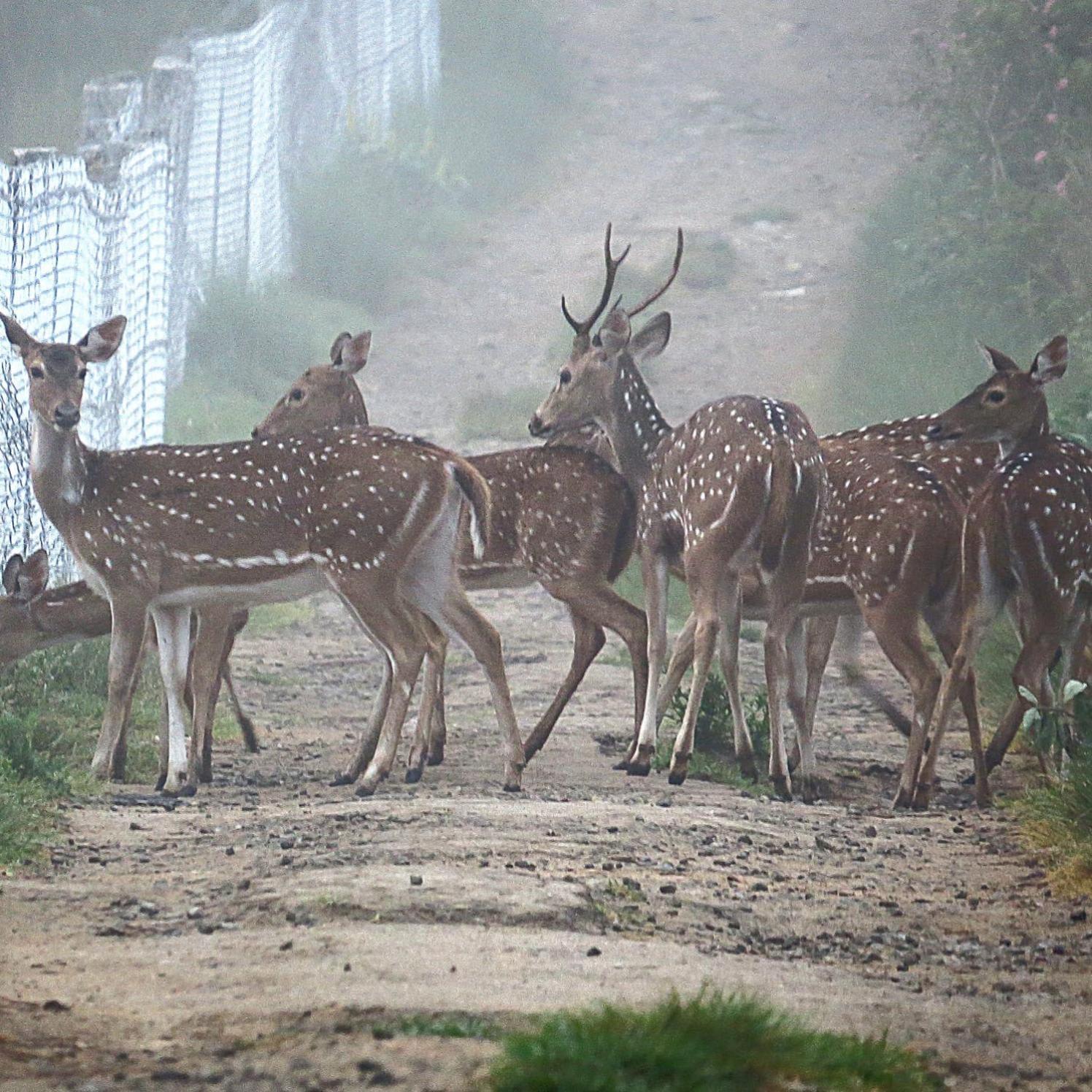 The Deer Meadows Vila Mudumalai Exterior foto